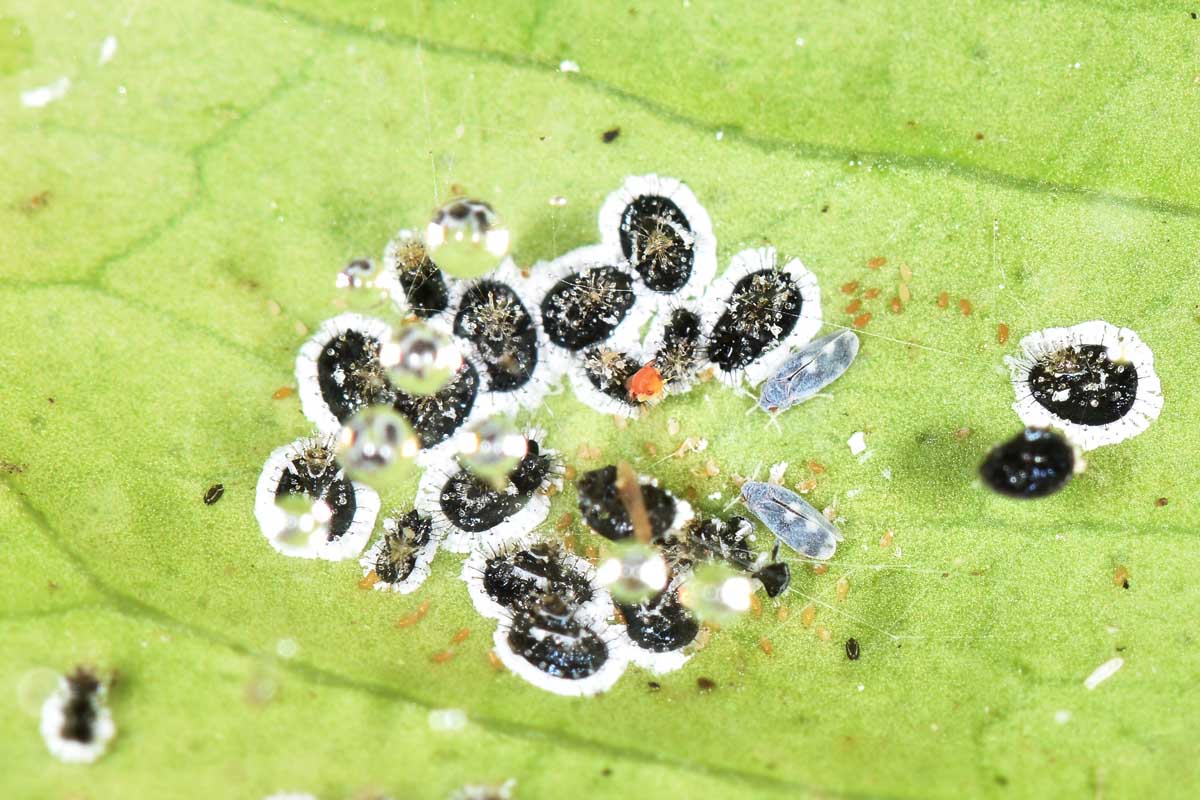 Aleyrodidae: Aleurocanthus spiniferus?  S, con stadi giovanili da det.